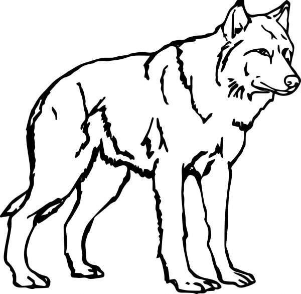 Волк раскраска для детей