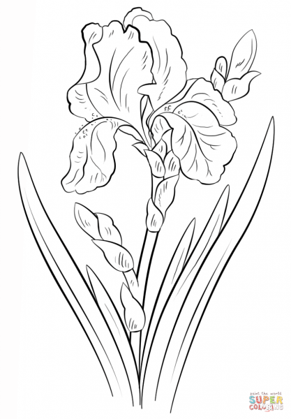 Касатик Сибирский (Ирис) раскраска