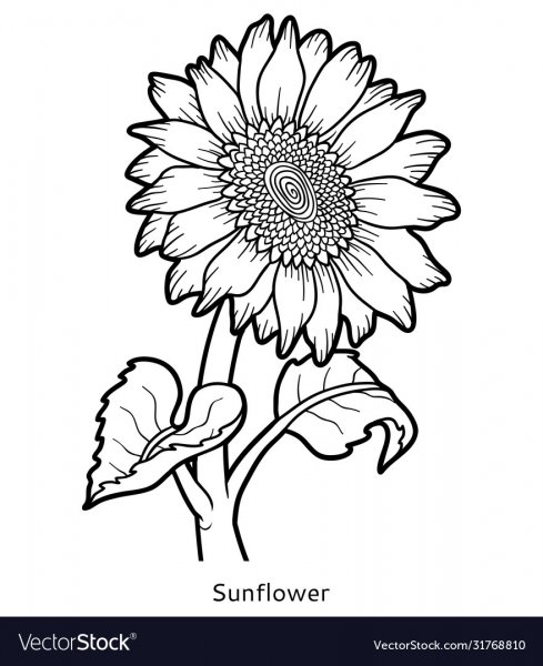 Подсолнух раскраска