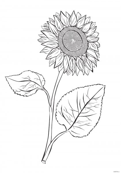 Подсолнух контур