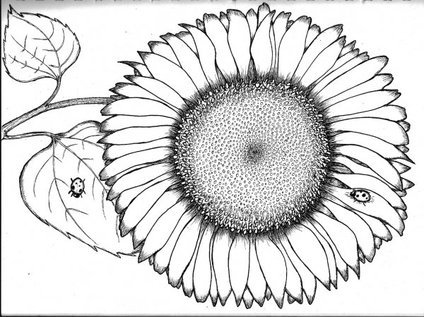 Подсолнух трафарет