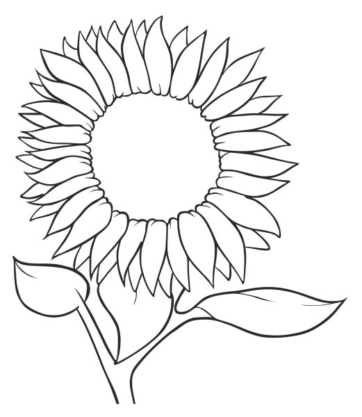 Подсолнух рисунок