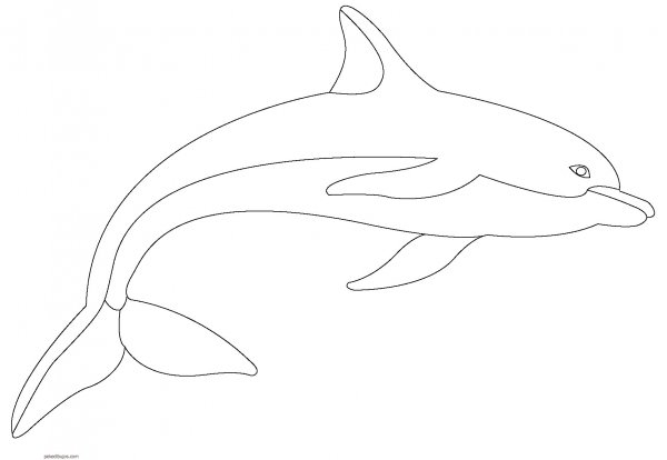 Черноморская Афалина раскраска