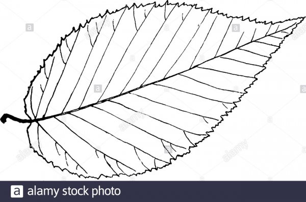 Листья раскраска