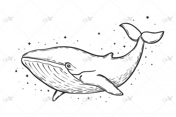 Кит схематично