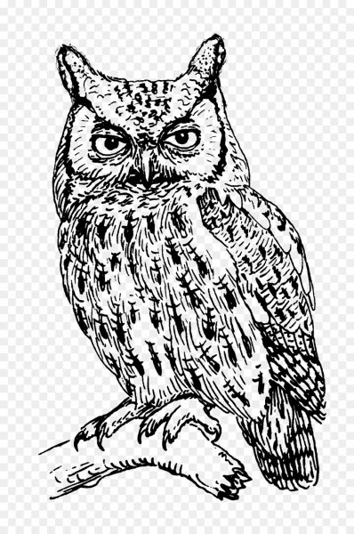 Сова раскраска