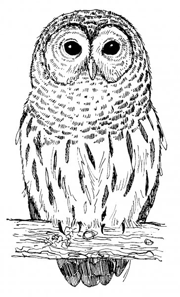 Сова раскраска