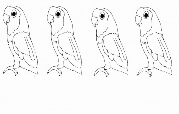 Попугай раскраска для детей