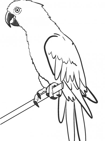 Попугай раскраска для детей