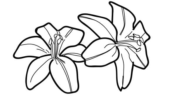 Лилии контур