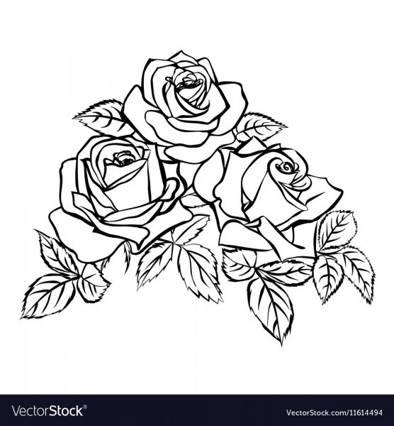 Роса раскраска