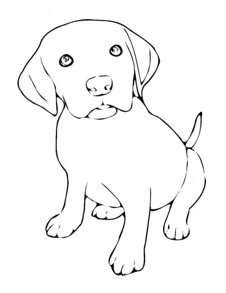 Раскраска щенки лабрадор ретривер