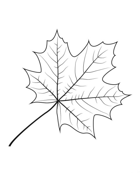 Лист клена контур