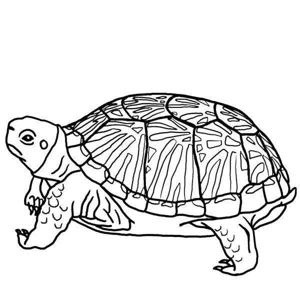 Сухопутная черепаха раскраска