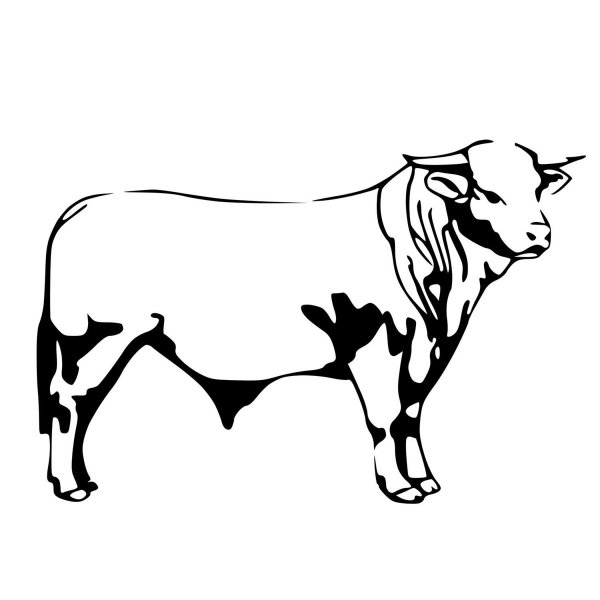 Бык контур