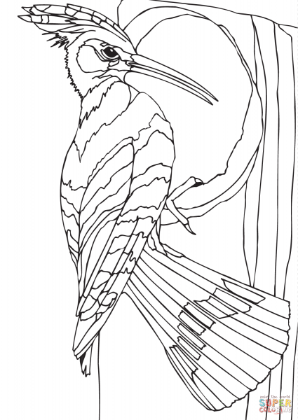Дятел раскраска для детей