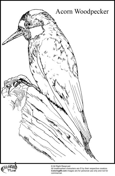 Раскраска птицы дятел