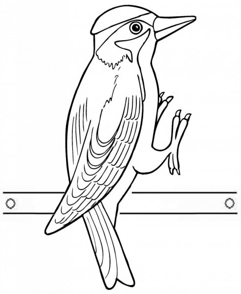 Дятел раскраска