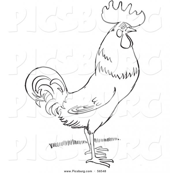 Петух контур