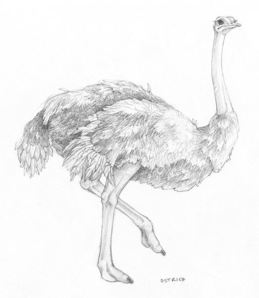 Африканский страус раскраска