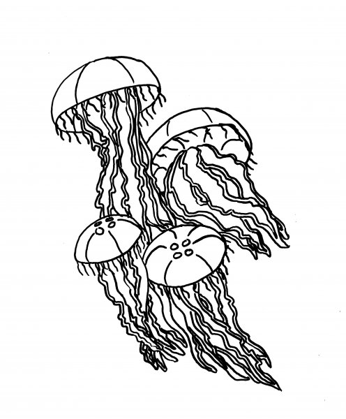 Медуза тату эскиз