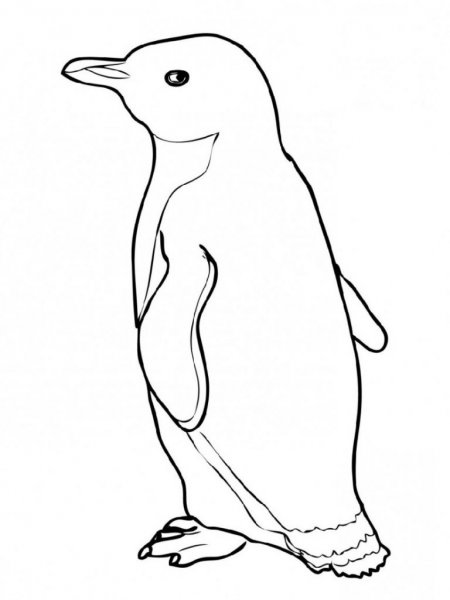 Пингвин раскраска для детей