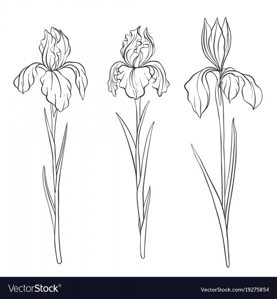 Контур цветка ириса