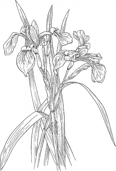 Цветы раскраска для детей