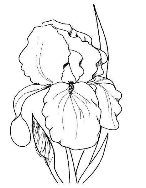 Красивые трафареты цветов