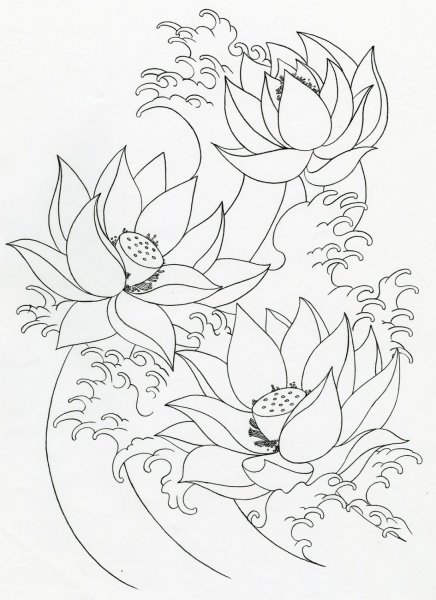 Лотос эскиз