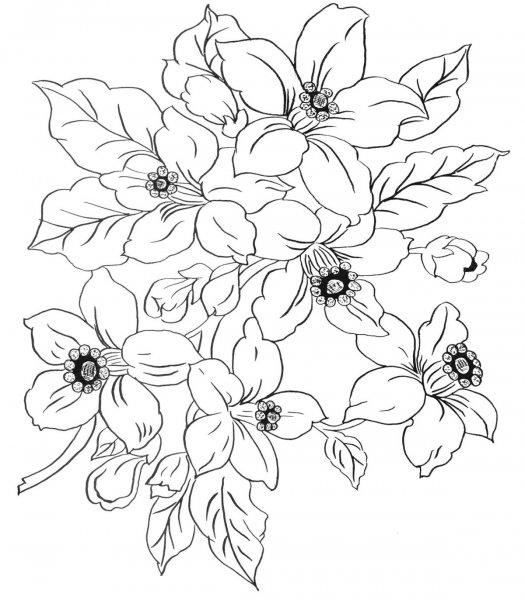 Контуры цветов для рисования