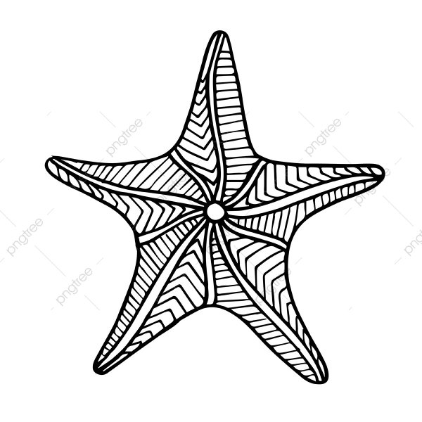 Морская звезда