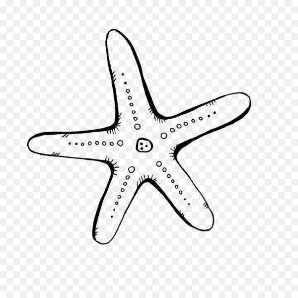 Морская звезда рисунок без фона
