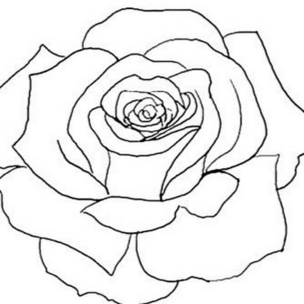 Эскиз розы контур