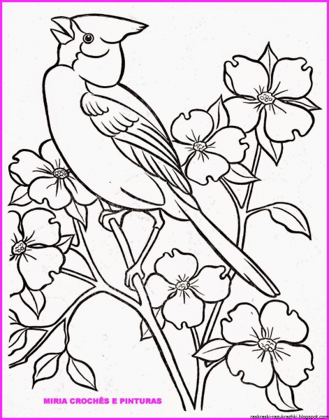 Птичка раскраска