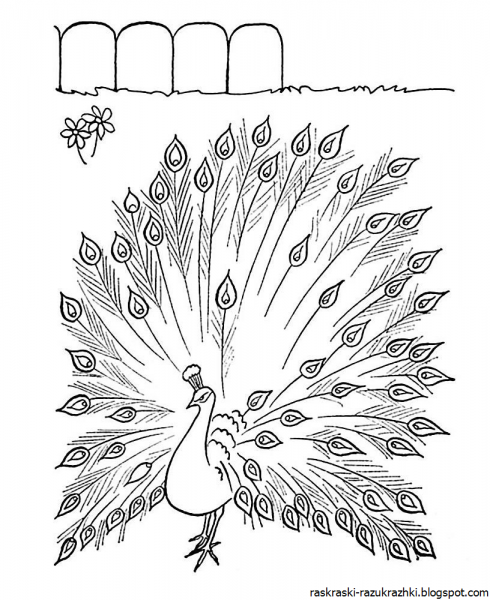 Раскраски птицы Павлин