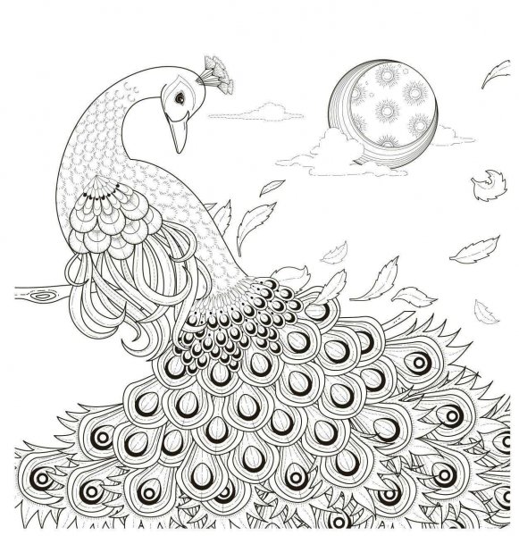 Павлин раскраска для детей