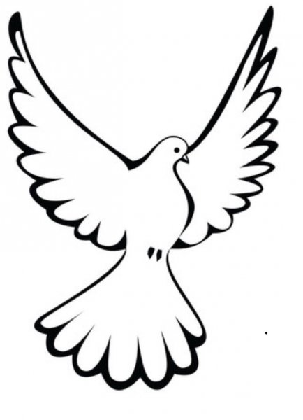 Голубь контур