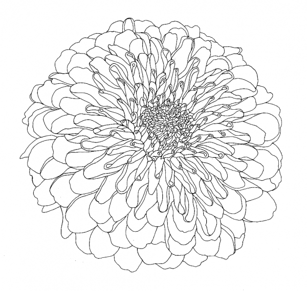 Хризантема референс