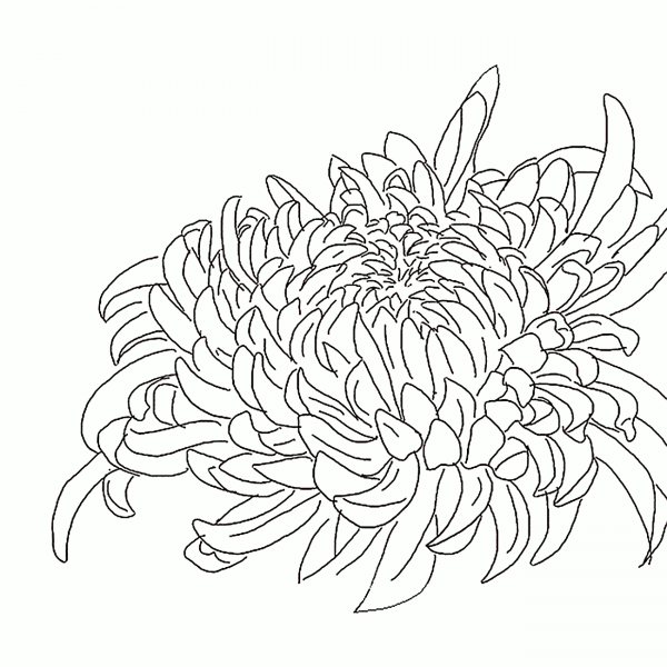 Раскраска Хризантема цветок