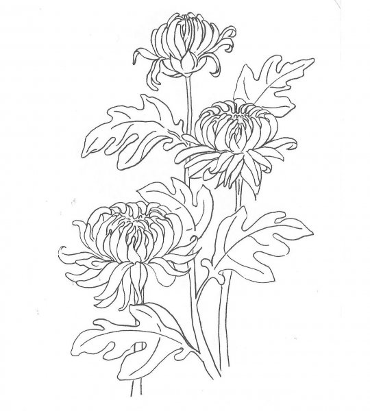 Осенние цветы раскраска