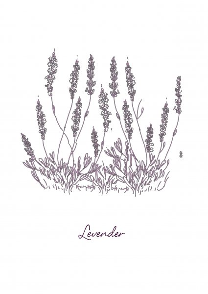 Лаванда Графика