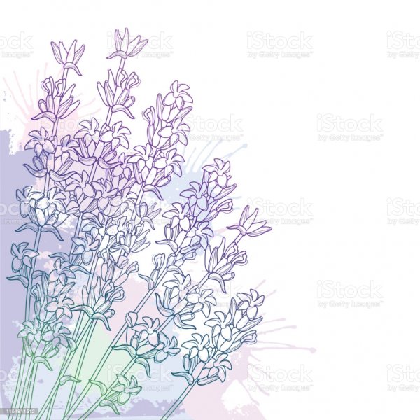 Цветок Лаванда контур