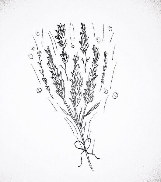 Лаванда зарисовка