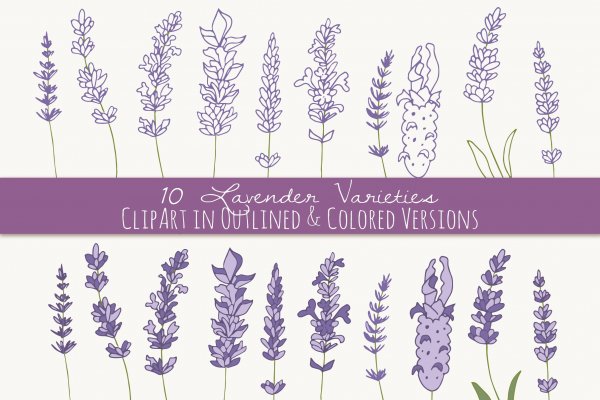 Лаванда Графика