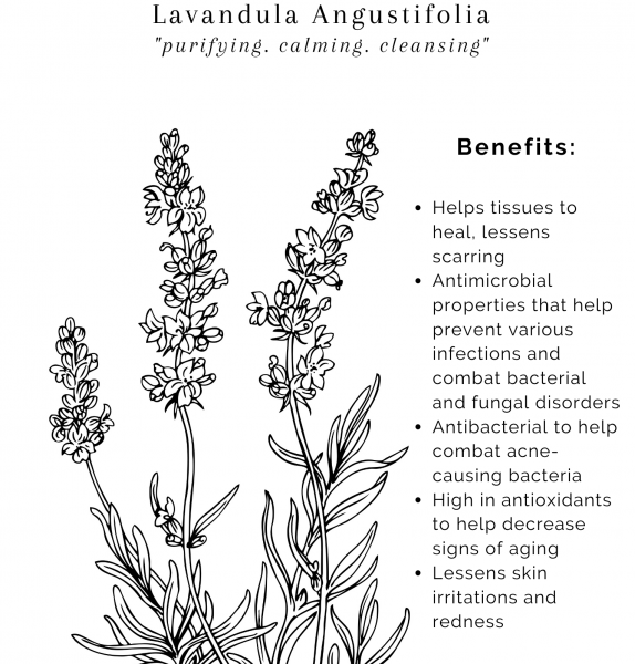 Цветок Лаванда контур