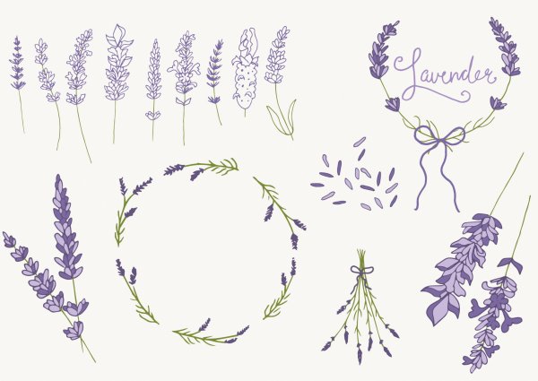 Веточка лаванды