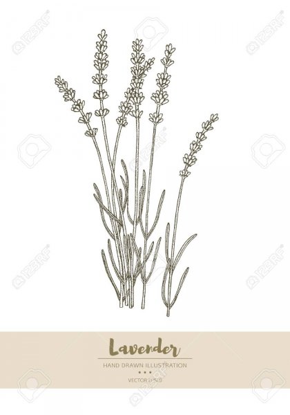 Лаванда черно белая