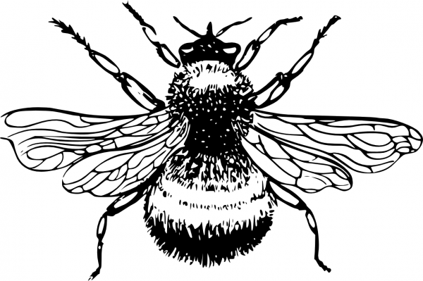 Раскраска насекомые Шмель