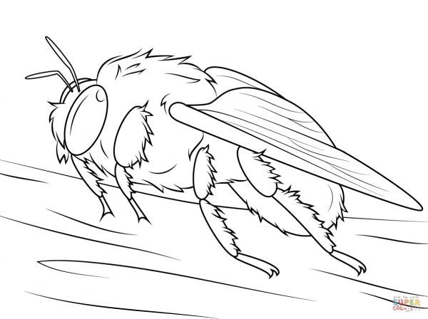 Раскраска насекомые Шмель